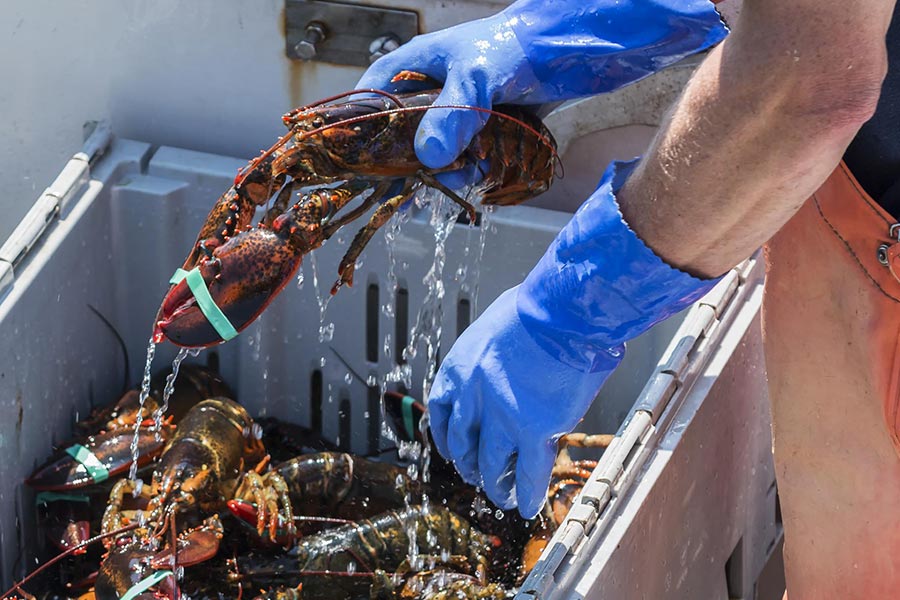 Fresh Maine lobsters being handled
