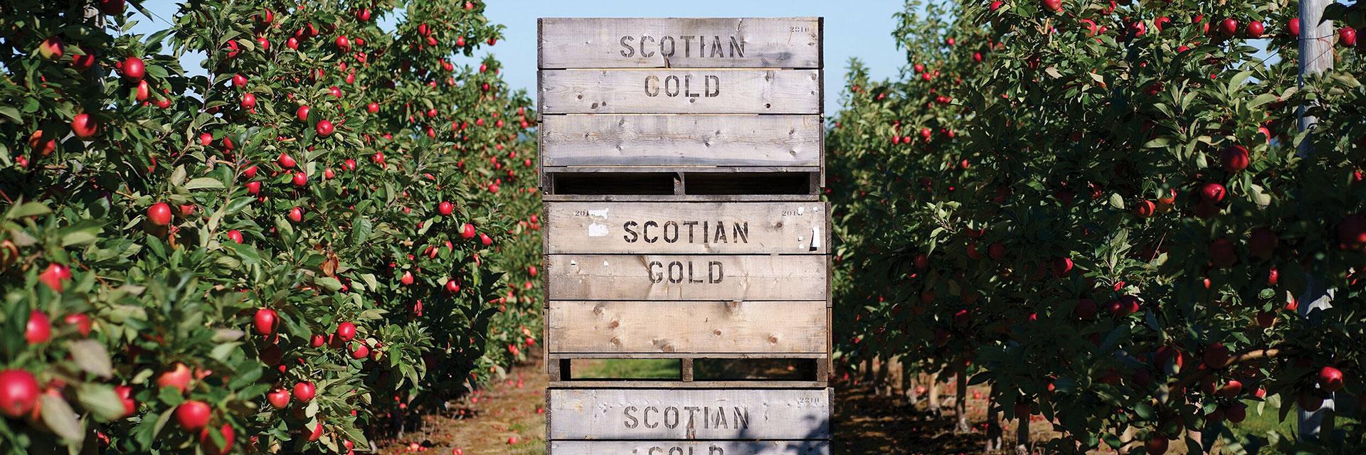 Boxes with Scotian Gold printed on them sit stacked in an apple orchard.