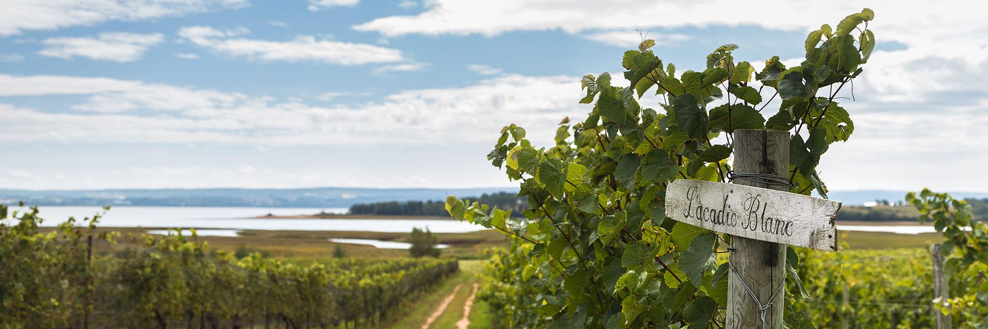 L'Acadie grape in field - key ingredient in Tidal Bay.