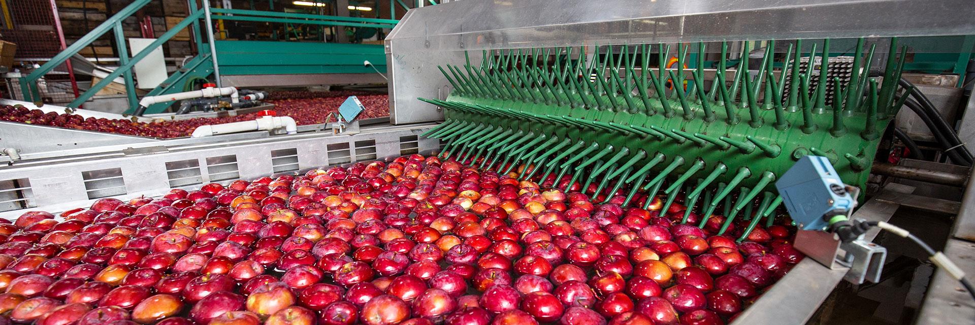 Scotian gold apple processing