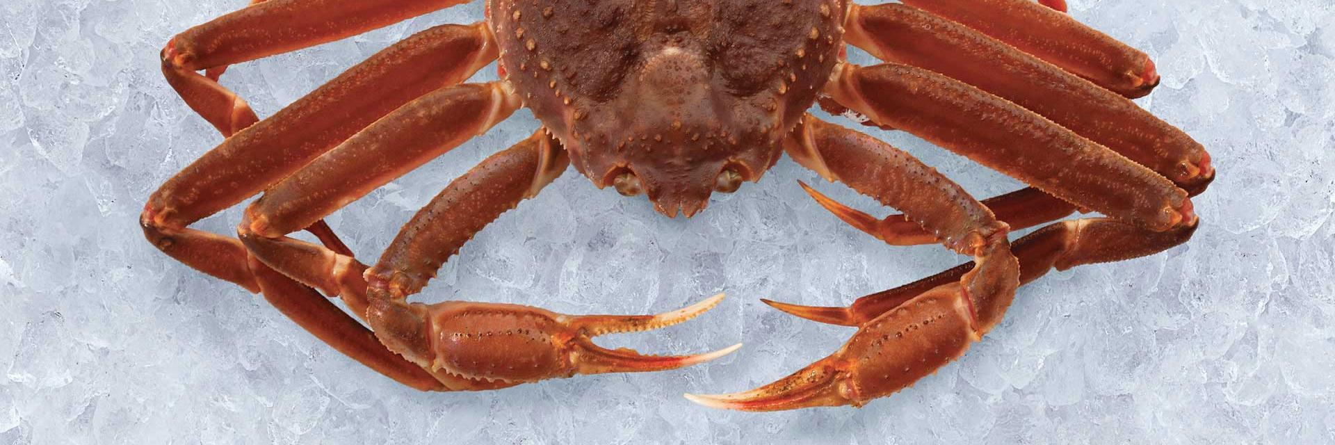 Nova Scotia Snow Crab
