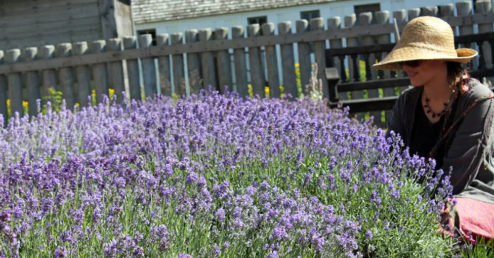 Woman in a field picking lavendar