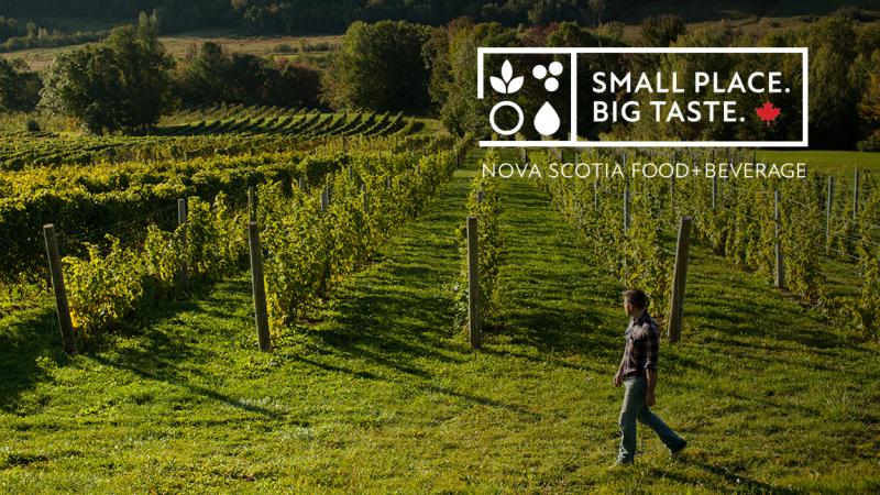 A man walks through the Benjamin Bridge vineyard (Nova Scotia Food + Beverage logo in the upper right corner; Small place. Big taste.)