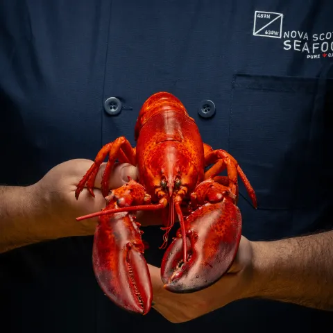 Nova Scotia Seafood Chef Holding Cooked Whole Lobster