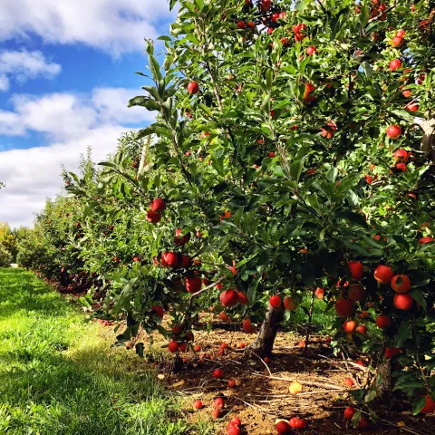 Apple orchard in the Annapolis Valley Nova Scotia