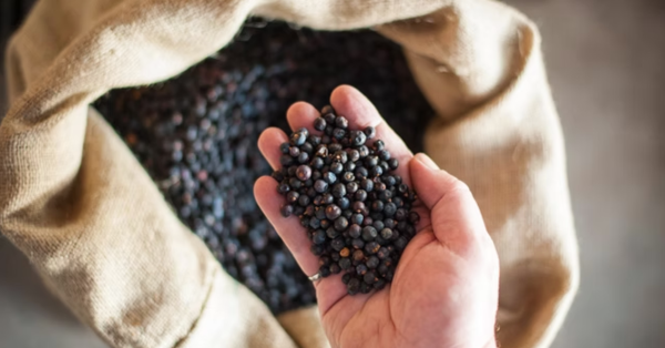 Burlap bag containing blueberries