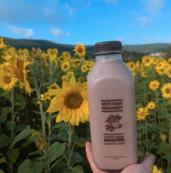 Bottle of chocolate milk being held in front of a sunflower field
