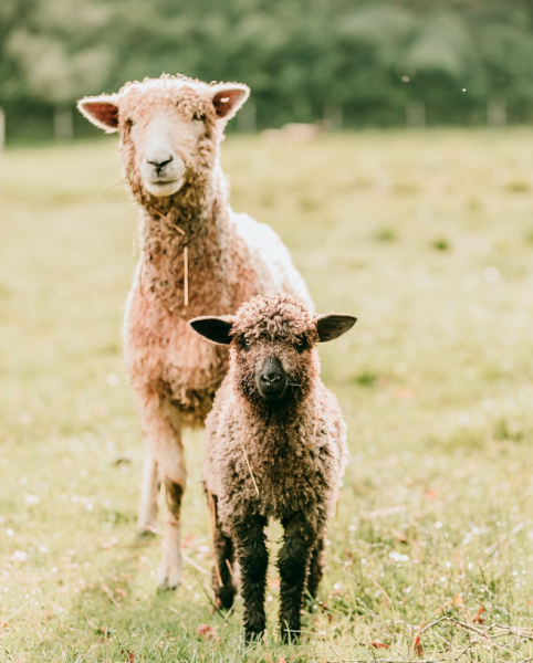 Mom and baby Cotswold sheep