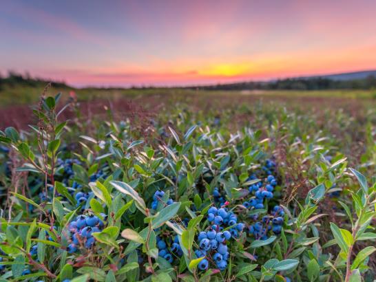Blueberries at sunset