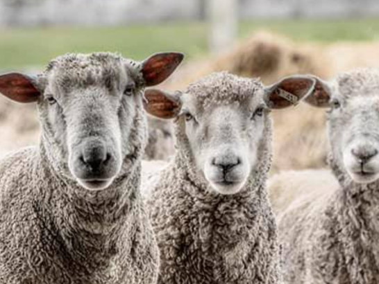 Flock of Cotswold sheep